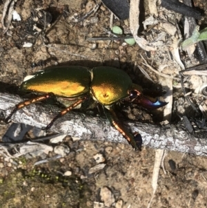 Lamprima aurata at Cook, ACT - 22 Dec 2018