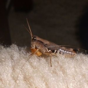 Phaulacridium vittatum at Fadden, ACT - 24 Jan 2016 05:26 PM