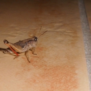 Phaulacridium vittatum at Fadden, ACT - 24 Jan 2016 05:26 PM