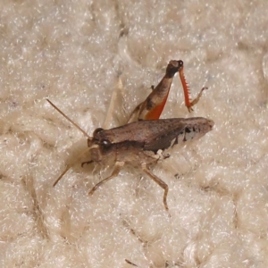 Phaulacridium vittatum at Fadden, ACT - 24 Jan 2016 05:26 PM