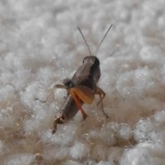 Phaulacridium vittatum at Fadden, ACT - 24 Jan 2016 05:26 PM