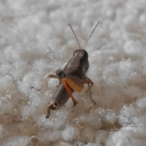 Phaulacridium vittatum at Fadden, ACT - 24 Jan 2016 05:26 PM