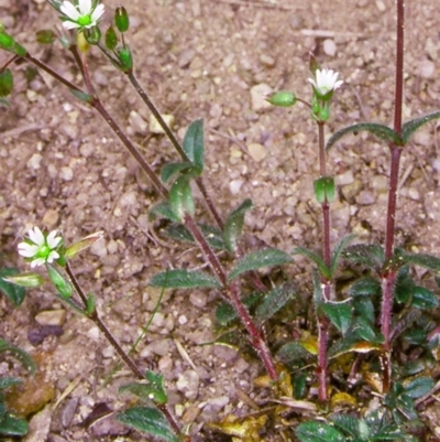 Cerastium vulgare (Mouse Ear Chickweed) at Deua National Park (CNM area) - 9 Feb 1998 by BettyDonWood