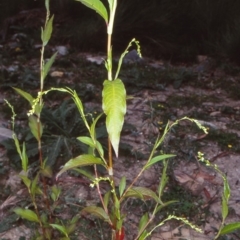 Persicaria hydropiper (Water Pepper) at Deua National Park (CNM area) - 9 Feb 1998 by BettyDonWood