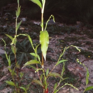 Persicaria hydropiper at Deua National Park (CNM area) - 10 Feb 1998