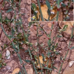 Polygonum arenastrum (Wireweed) at Deua National Park (CNM area) - 9 Feb 1998 by BettyDonWood