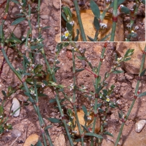 Polygonum arenastrum at Deua National Park (CNM area) - 10 Feb 1998