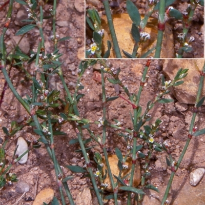 Polygonum arenastrum (Wireweed) at Deua National Park (CNM area) - 10 Feb 1998 by BettyDonWood