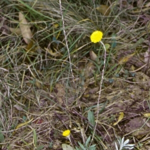 Leptorhynchos squamatus subsp. alpinus at Deua National Park (CNM area) - 10 Feb 1998