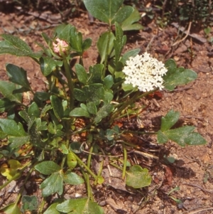 Trachymene humilis subsp. humilis at Deua National Park (CNM area) - 5 Jan 1999