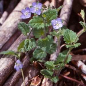 Veronica calycina at Deua National Park (CNM area) - 2 Dec 1997 12:00 AM