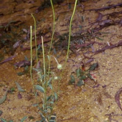 Brachyscome tenuiscapa var. pubescens at Snowball, NSW - 9 Feb 1998 by BettyDonWood