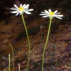 Brachyscome staceae at Snowball, NSW - 10 Feb 1998 12:00 AM