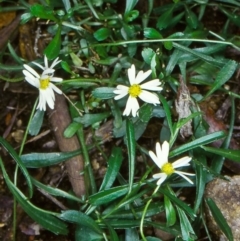 Brachyscome aculeata (Hill Daisy) at Peak View, NSW - 6 Apr 1999 by BettyDonWood