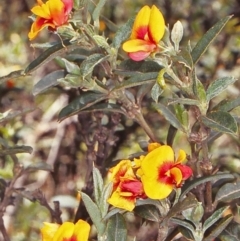 Podolobium alpestre (Shaggy Alpine Pea) at Deua National Park (CNM area) - 5 Jan 1998 by BettyDonWood