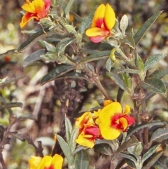 Podolobium alpestre (Shaggy Alpine Pea) at Deua National Park (CNM area) - 4 Jan 1998 by BettyDonWood