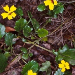 Goodenia hederacea subsp. alpestris at Deua National Park (CNM area) - 9 Feb 1998 by BettyDonWood