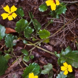 Goodenia hederacea subsp. alpestris at Deua National Park (CNM area) - 10 Feb 1998