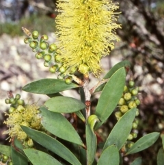 Callistemon pallidus (Lemon Bottlebrush) at Deua National Park (CNM area) - 1 Dec 1997 by BettyDonWood