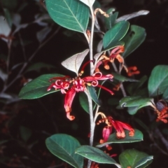 Grevillea oxyantha subsp. oxyantha (Kybean Grevillea) at Deua National Park (CNM area) - 17 Sep 1998 by BettyDonWood