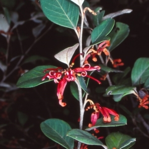 Grevillea oxyantha subsp. oxyantha at Deua National Park (CNM area) - 18 Sep 1998