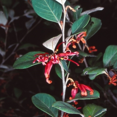 Grevillea oxyantha subsp. oxyantha (Kybean Grevillea) at Deua National Park (CNM area) - 18 Sep 1998 by BettyDonWood