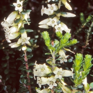 Epacris robusta at Deua National Park (CNM area) - 2 Dec 1997