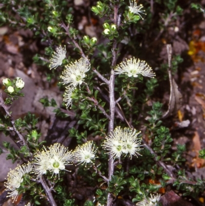 Kunzea badjaensis (Kunzea 'Badja Carpet') at Deua National Park (CNM area) - 2 Dec 1997 by BettyDonWood