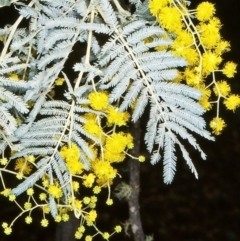 Acacia dealbata subsp. subalpina (Monaro Silver-wattle) at Badja Swamps Nature Reserve - 4 Aug 1998 by BettyDonWood