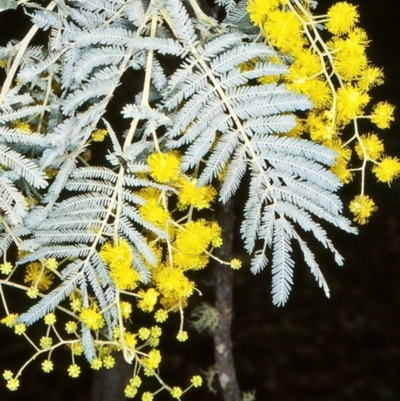 Acacia dealbata subsp. subalpina (Monaro Silver-wattle) at Badja Swamps Nature Reserve - 4 Aug 1998 by BettyDonWood