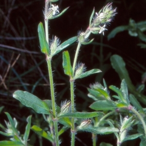 Silene gallica var. gallica at undefined - 27 Sep 1998 12:00 AM