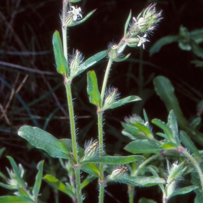 Silene gallica var. gallica (French Catchfly) at Undefined - 26 Sep 1998 by BettyDonWood