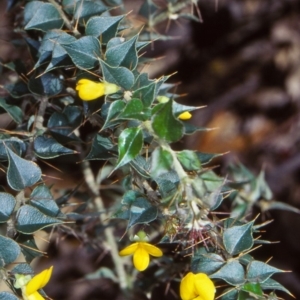 Podolobium aciculiferum at Dampier State Forest - 27 Sep 1998