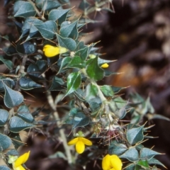 Podolobium aciculiferum (Needle Shaggy Pea) at Dampier State Forest - 26 Sep 1998 by BettyDonWood