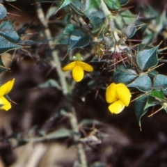 Podolobium aciculiferum at Dampier State Forest - 27 Sep 1998