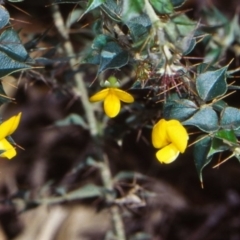 Podolobium aciculiferum at Dampier State Forest - 27 Sep 1998 12:00 AM