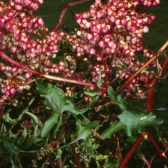 Rumex sagittata (Turkey Rhubarb, Rambling Dock) at Eurobodalla, NSW - 8 Mar 1998 by BettyDonWood