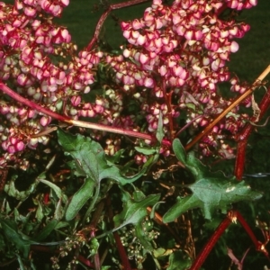 Rumex sagittata at undefined - 9 Mar 1998