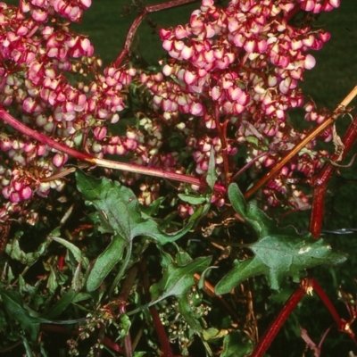 Rumex sagittatus (Turkey Rhubarb, Climbing Dock) at Eurobodalla, NSW - 9 Mar 1998 by BettyDonWood