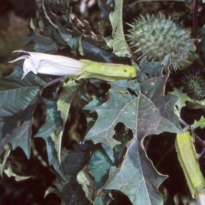 Datura stramonium (Common Thornapple) at Eurobodalla, NSW - 9 Mar 1998 by BettyDonWood