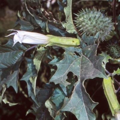 Datura stramonium (Common Thornapple) at Eurobodalla, NSW - 8 Mar 1998 by BettyDonWood