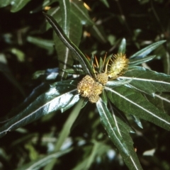 Xanthium spinosum (Bathurst Burr) at Eurobodalla, NSW - 9 Mar 1998 by BettyDonWood