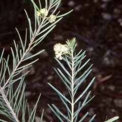Acacia linifolia (White Wattle) at Bodalla State Forest - 13 May 1998 by BettyDonWood