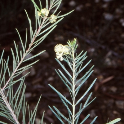Acacia linifolia (White Wattle) at Bodalla State Forest - 12 May 1998 by BettyDonWood