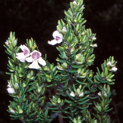 Prostanthera phylicifolia (Spiked Mint-bush) at Countegany, NSW - 4 Dec 1998 by BettyDonWood