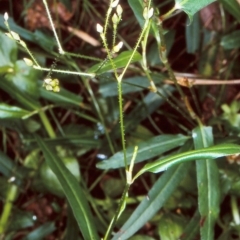 Persicaria praetermissa (Spotted Knotweed) at Bodalla State Forest - 26 Jan 1998 by BettyDonWood