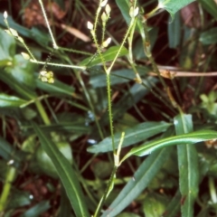 Persicaria praetermissa (Spotted Knotweed) at Bodalla State Forest - 27 Jan 1998 by BettyDonWood