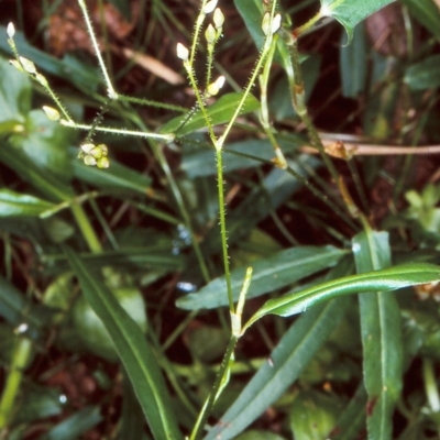 Persicaria praetermissa (Spotted Knotweed) at Bodalla State Forest - 27 Jan 1998 by BettyDonWood