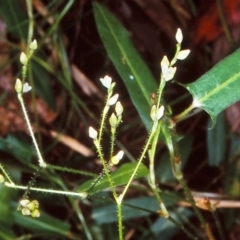 Persicaria praetermissa at Bodalla State Forest - 27 Jan 1998