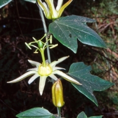 Passiflora herbertiana subsp. herbertiana (Native Passionfruit) at Bodalla State Forest - 25 Sep 2001 by BettyDonWood